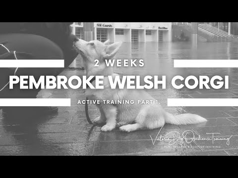 Victoria Dog Obedience Training video.