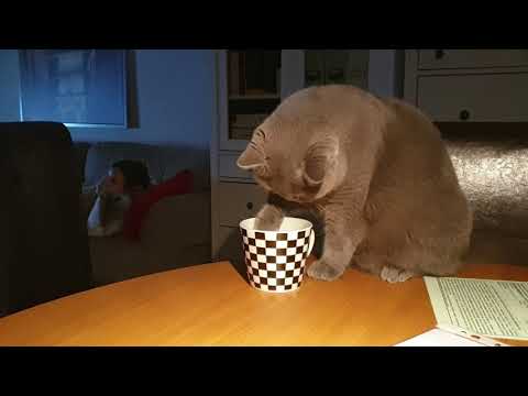 Pycio i Muszynianka..