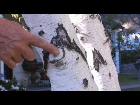 download lagu mp3 mp4 Birch Tree Maintenance, download lagu Birch Tree Maintenance gratis, unduh video klip Birch Tree Maintenance