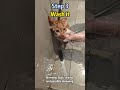 How to Adopt a Stray Cat🚀 The Ultimate Beginner’s Guide  #stray #cat #adoptstrays