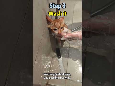 How to Adopt a Stray Cat🚀 The Ultimate Beginner’s Guide  #stray #cat #adoptstrays