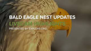 Bald Eagle Nest Updates!