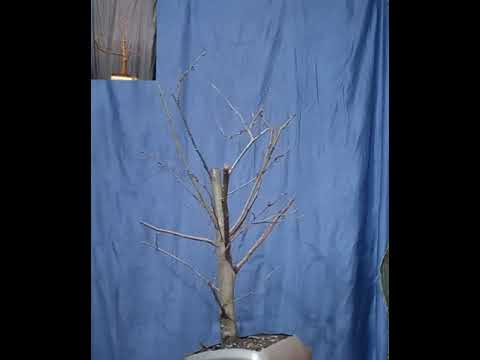 ліщина 1,ямадори,бонсай до (24.12.2020)