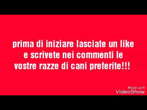 Le 10 razze di cani piu' belle al mondo (a parer mio)