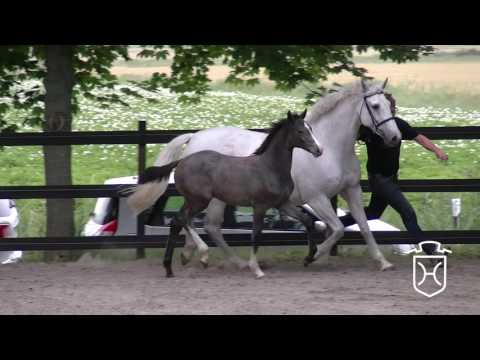 HEI137 Hengstfohlen von Uriko - Cassini I - Lord