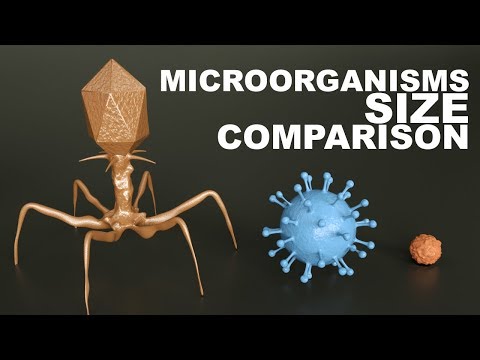 MICROORGANISMS Size Comparison - 3D - YouTube