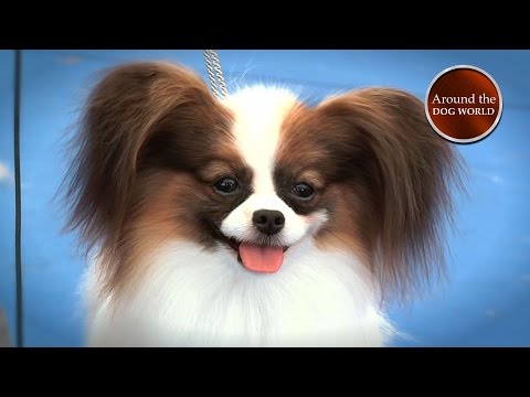 Around the Dog World - Best of 2015 (Episode 51)