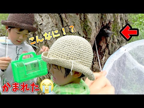 カブトムシに噛まれますか?