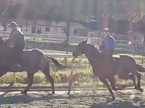 G  ZEDDE E A FARRIS CON PUROSANGUE 05 01 2017