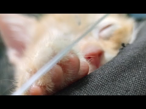 cat videos kitten video