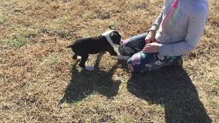 Video preview image #1 Boxer Puppy For Sale in HUMBOLDT, NE, USA