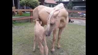 Curly horse foals!