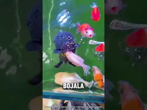 Gladna Ribica Pokušala Je Privući Pažnju! #viralshorts