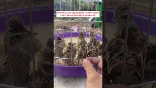 Download lagu Pancingan Suara Burung Branjangan #kicaumania #kicauburunglovebird #burung #burunglovebirds mp3 Download lagu Pancingan Suara Burung Branjangan #kicaumania #kicauburunglovebird #burung #burunglovebirds mp3