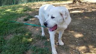 Meet Bruno 190908