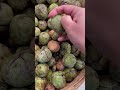 GREEN WALNUT #shorts #walnut