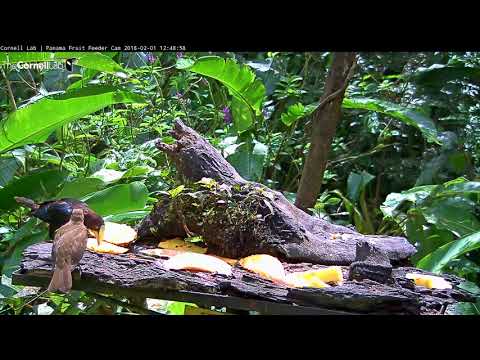 Chestnut-headed Oropendola Makes Pit Stop In Panama – Feb. 1, 2018