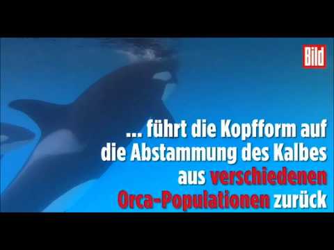 Infektion im Loro Parque: Orca-Baby Ula in Lebensgefahr