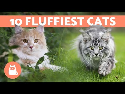 10 LONG HAIRED CAT BREEDS 🐱 The Furriest in the World