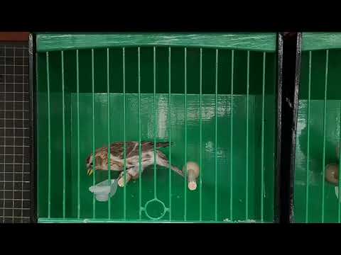 Isabel mealy redpolls