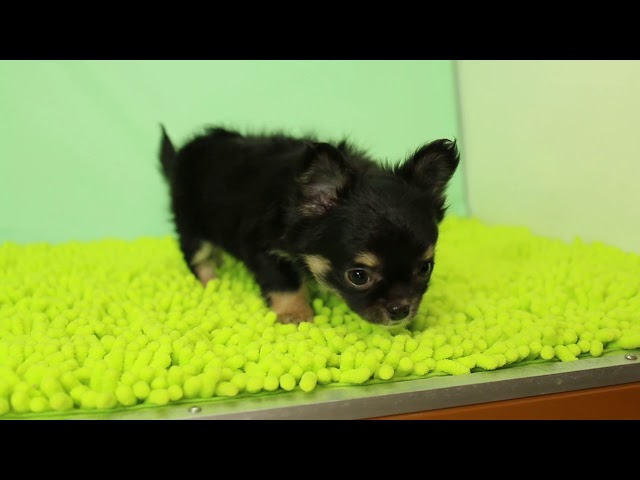 ブリーダー/ショップマロニエケンネル MARRONNIER KENNELのチワワ・ロングコートで番号が2882です