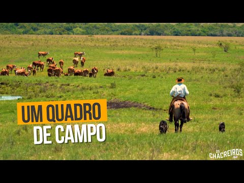 Um Quadro de Campo || OS CHACREIROS