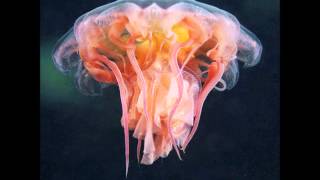 Deftones - Be Quiet and Drive (Patterns in Plastic)