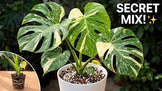Your plants need THIS! The secret ingredient for the perfect soil mix ✨
