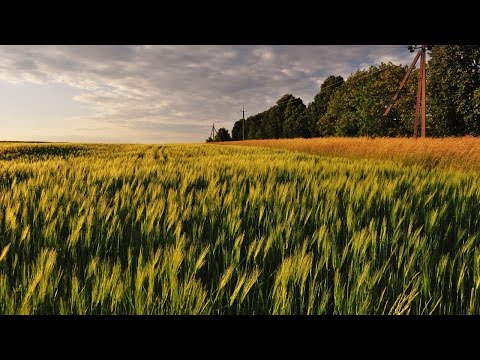 Chemistry of Beer - Unit 1 - Chemical Concepts: Carbohydrates