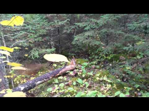 Gerhard's World....!!!