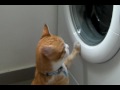 Scott The Ginger Cat Vs Washing Machine