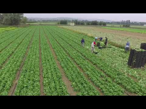 Azienda agricola 67# di Fellini Patrizio