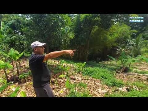 Terreno en venta , en el cantón San Pedro Loma baja  distrito de San Ramon depto Cuscatlan 🇸🇻 