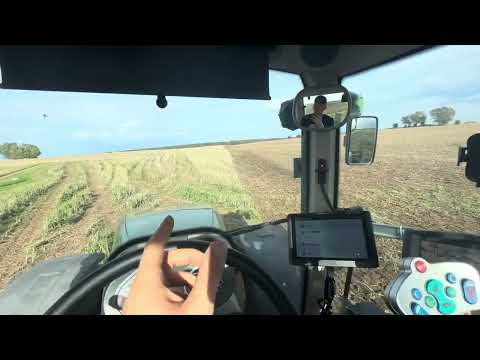 Stoppelsturz im Raps Warum macht man das? #V25