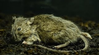 Mouse Decomposition Timelapse | XO artworks