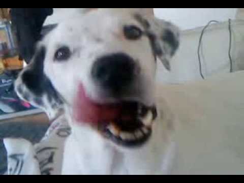 Balus- Zungenakrobatik.MP4