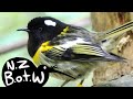 Hihi New Zealand Bird Of The Week