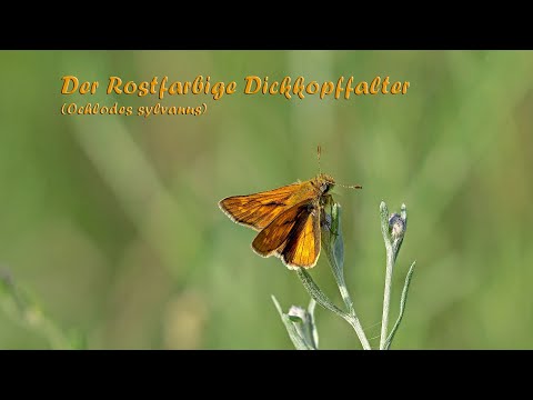 Der Rostfarbene Dickkopffalter