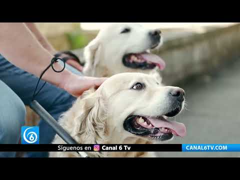 Video: Protección animal de Chalco, pide tomar precauciones sobre los efectos del calor en las mascotas