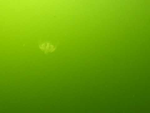 Zoetwaterkwalletje Maarsseveense Plassen