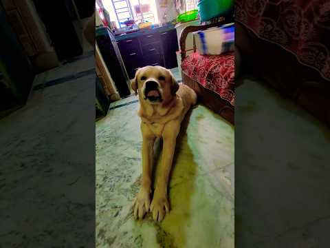 Hai arzoo🥰 #doglover #love #coco #labrador #cute #song #music #trending #trend #pets #petlover #dog