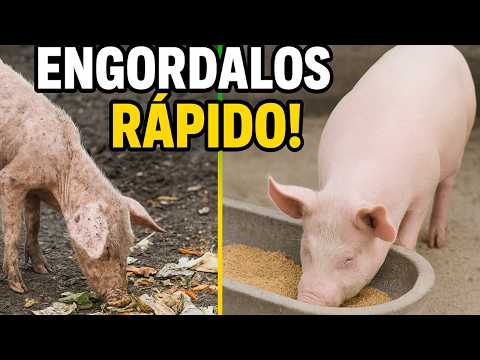 🥩 What Pigs Should Eat to Gain Weight Fast 2025