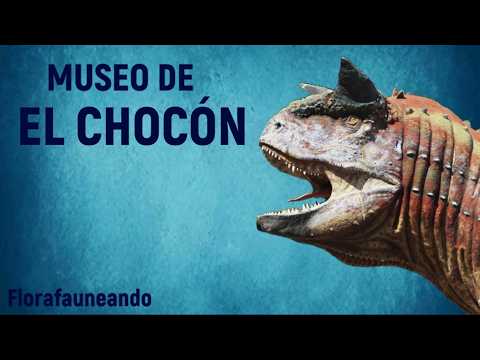 Visita al Museo Ernesto Bachmann y algunas aves que vimos en VILLA EL CHOCÓN