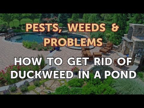 How to Get Rid of Duckweed in a Pond - YouTube