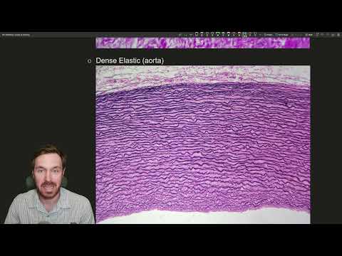 Mastering Histology: A Detailed Guide Through Tissue Types and Microscope Images