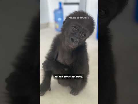 One gorilla's journey from illegal traffickers to the wild