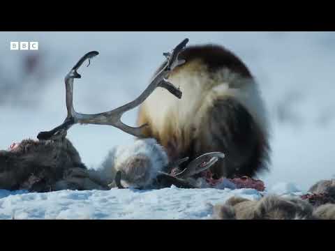 Incredible first look at a baby wolverine 🥹