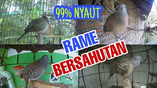 Download lagu JAMINAN NYAUT‼️Suara panggilan burung perkutut lokal gacor rame bersahutan mp3