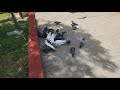 I Always Visit This Pigeons Pigeon Birds