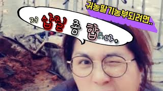 딸기농사짓기. 딸기농부되기. 삽질을 잘해야죠? 하우스겨울준비 끝나셨죠?